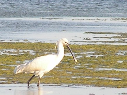 Spatola Platalea leucorodia